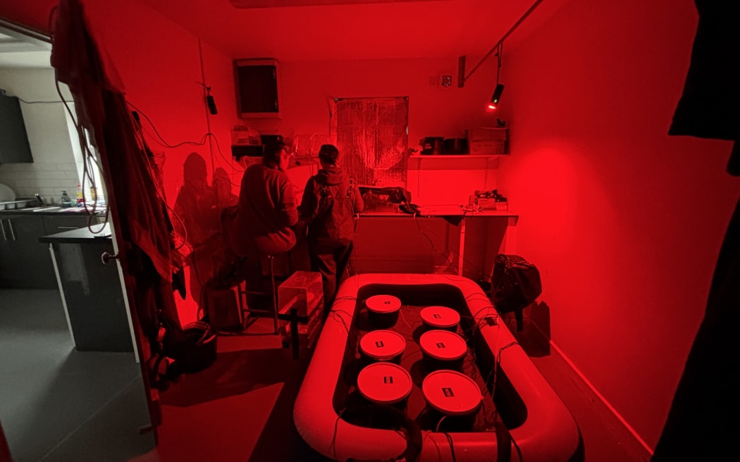 Gabi and Kea stand in a red lit room in the Renouf Lab that is where they are doing a temperature based experiment. The experiment is in buckets in an inflatable raft-like structure on the floor of the lab. Gabi and Kea stand at the workbench with their backs to the camera taking measurements, the raft and buckets are in the foreground.