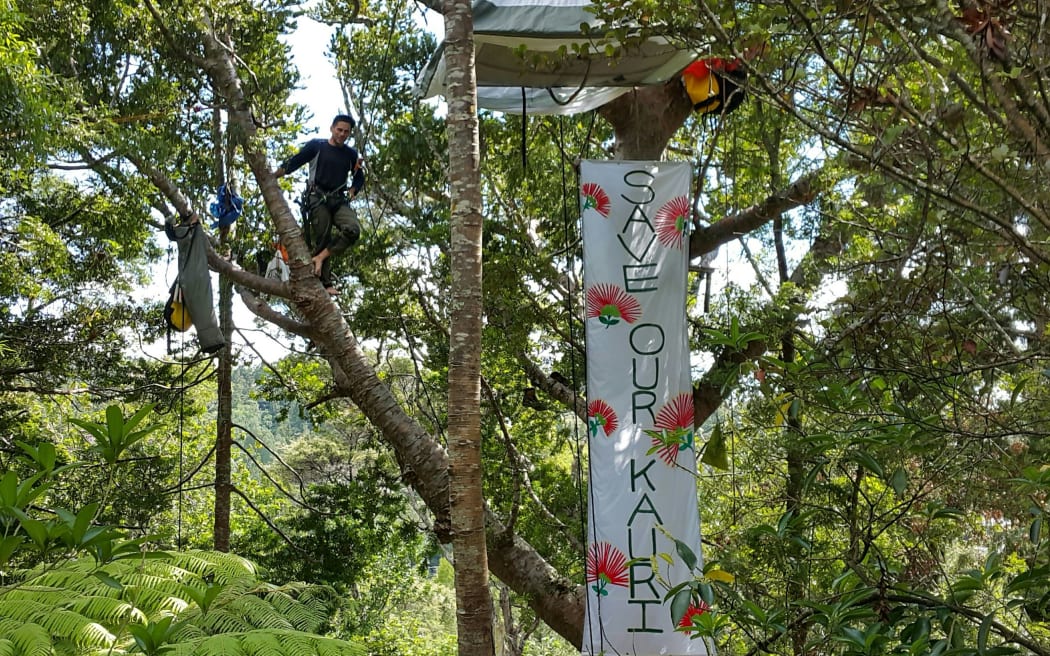 Johno Smith has spent a week in the kauri tree in protest at its possible felling.