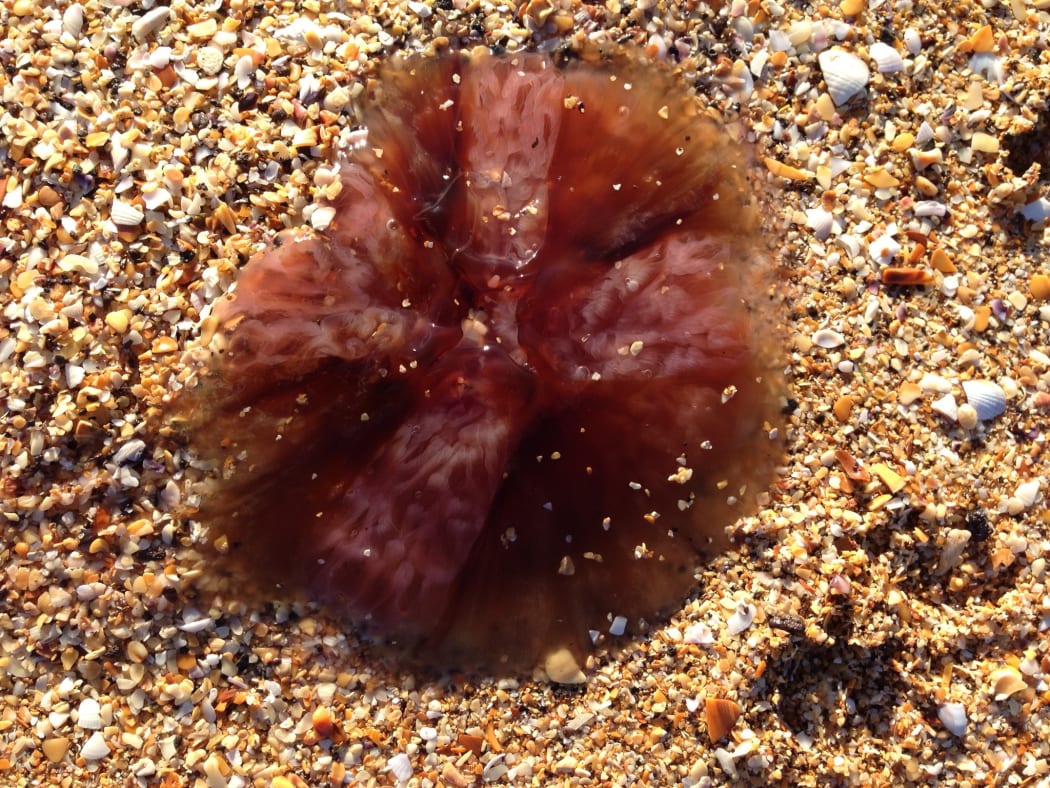 A jellyfish on Auckland's Cheltenham Beach - estimated to be 17cm across.