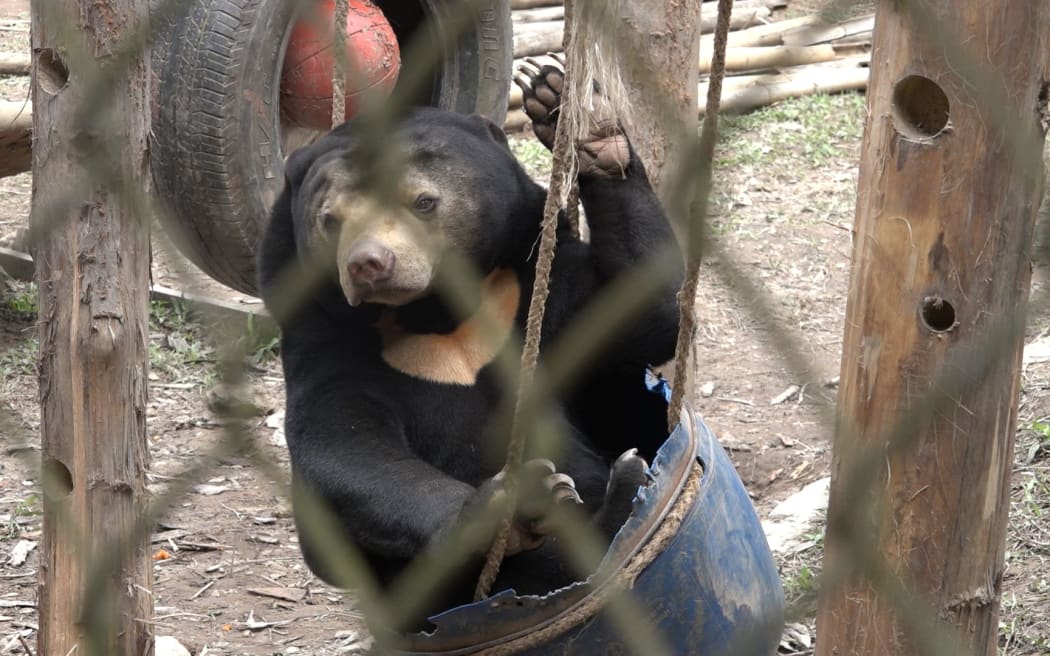 A moon bear at a Vietnamese sanctuary manged by two NZ women.