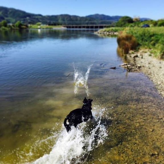 Inka the dog frolicks in the river.