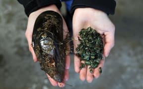Greenshel mussels from Cawthron Institute’s shellfish breeding programme (baby mussels on the right.)