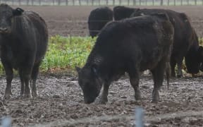 Cows grazing in muddy paddocks in winter 2022 - screenshot from SAFE video