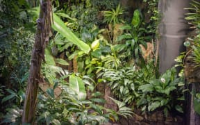 The tropical forest at Otago Museum. There are lots of green plants & flowers & vines.