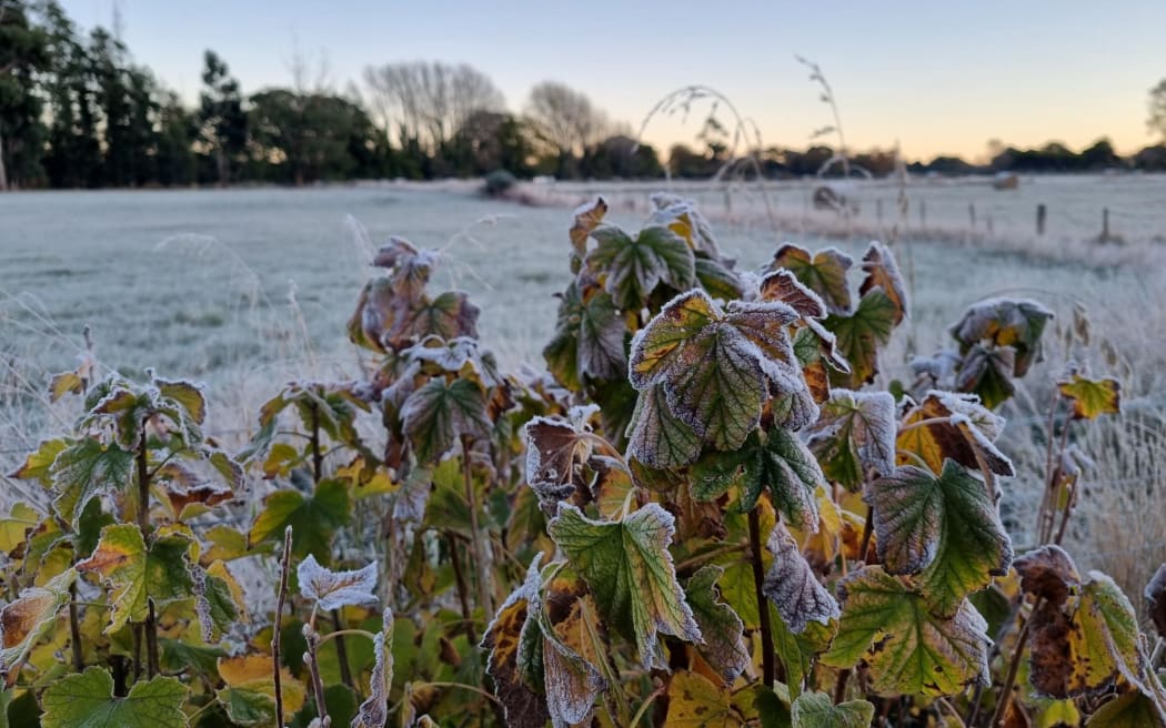 Frost-nipped blackcurrants and a frosty fencepost in rural Canterbury on Friday.