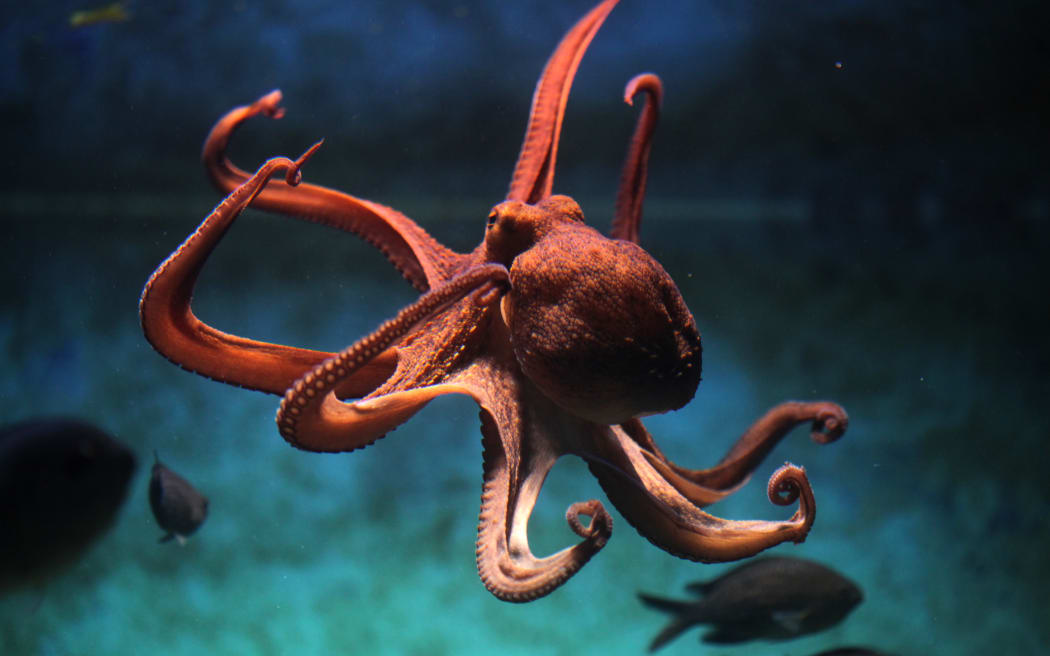 Common octopus (Octopus vulgaris). Wildlife animal.