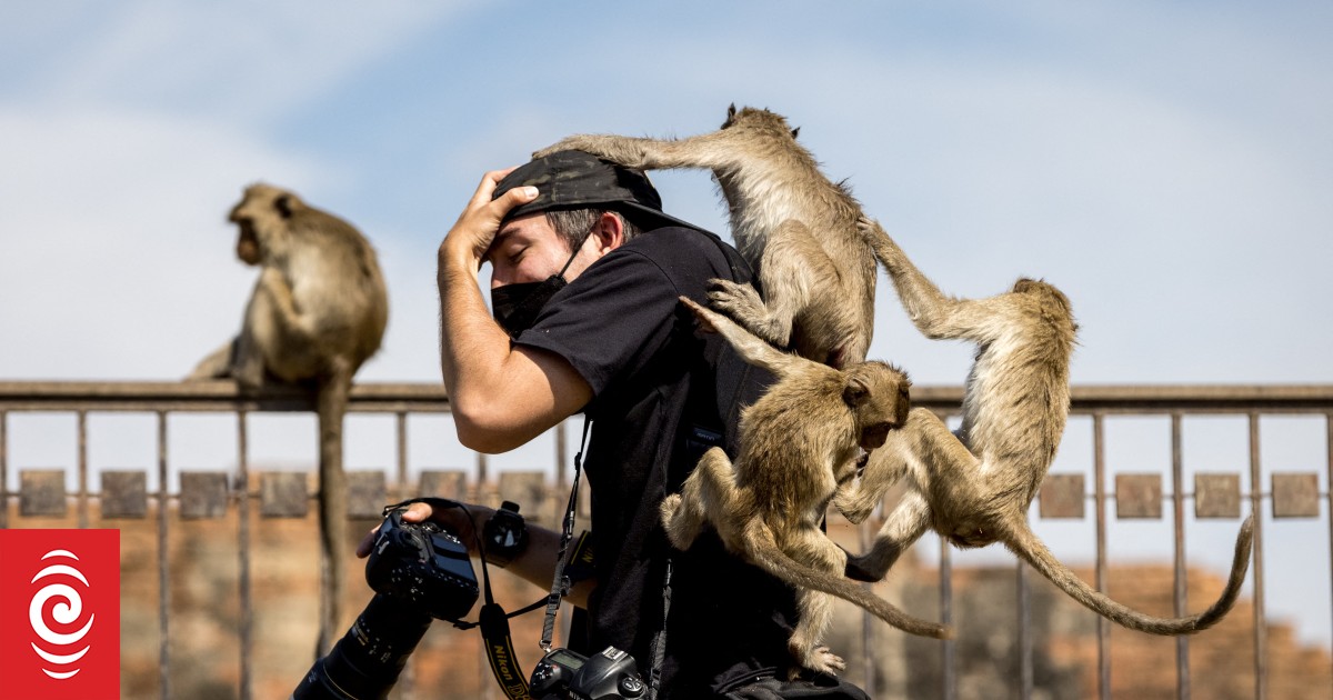 De patrulla con la 'Unidad Anti-Monos' de Tailandia que lucha para mantener a raya a los primates en Lopburi