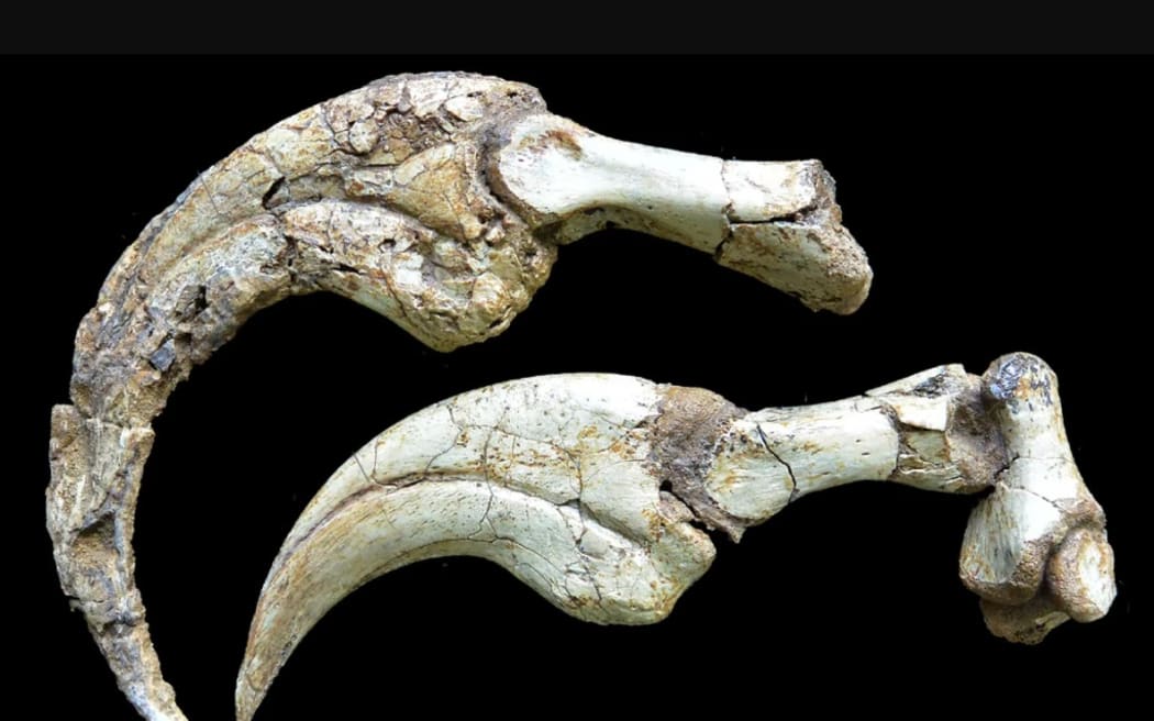 The claw fossil on the top left has the keratinous sheath still attached.