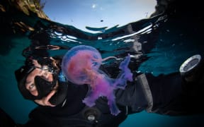 Blooming Pelagica jellyfish.