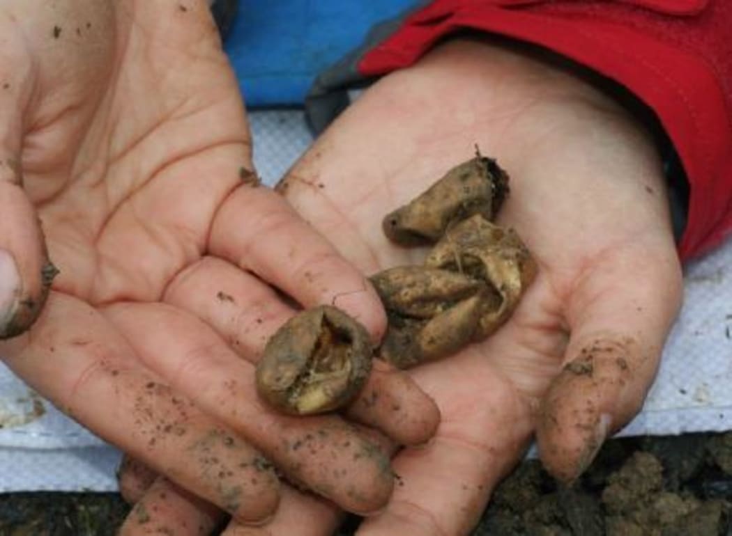 A selection of eggshells from the nest.