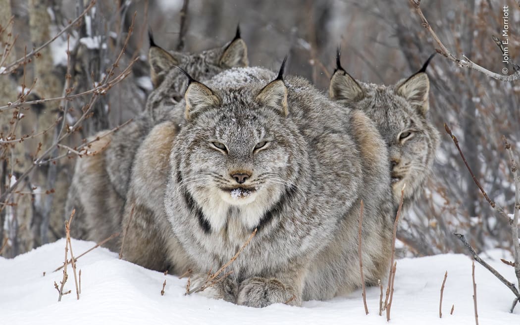 A whole family portrait of a mother lynx and its fully grown young sheltering behind it.