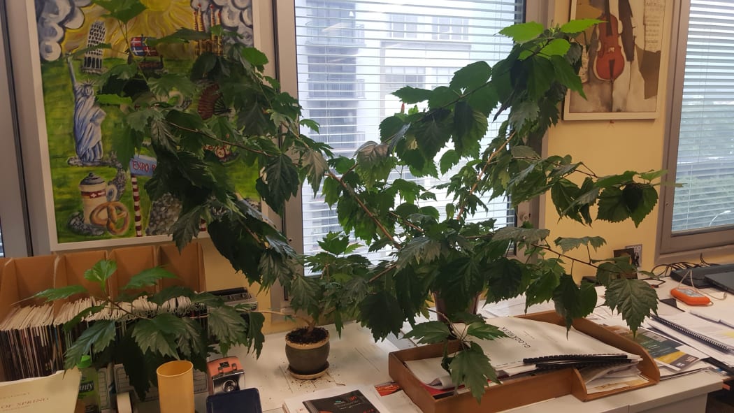 The plant next to RNZ Concert producer David McCaw's desk