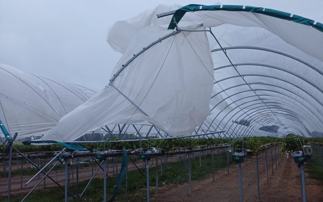 Damage to berry tunnels at Lewis Farms in Horowhenua.