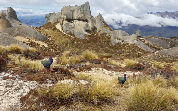 Dore and Tauhou, a pair of young takahe, explore their new home after being released on Tors Ridge in Fiordland's Murchison Mountains.