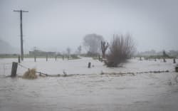 Farmers moving stock in Kaikōura amid flooding.