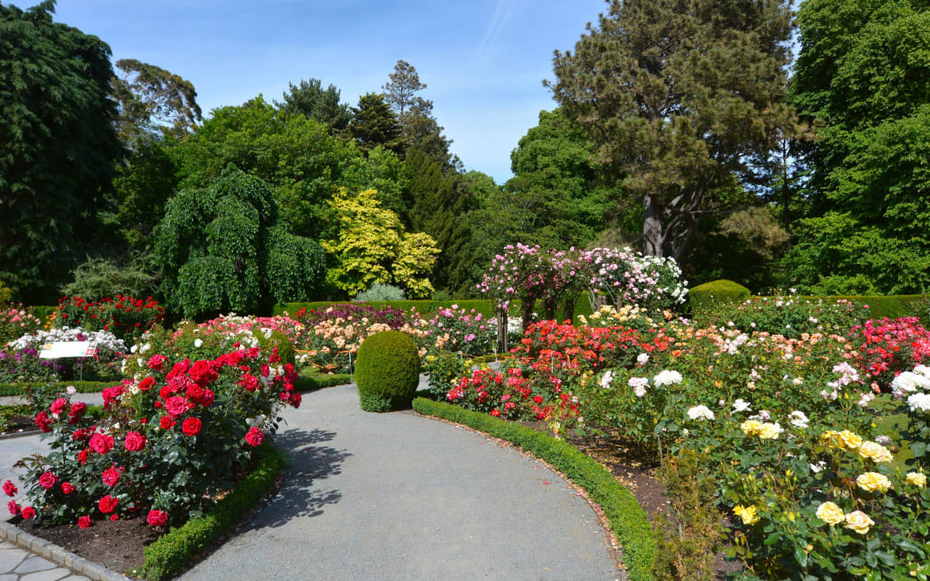 CHRISTCHURCH,  NZL - DEC 04 2015:The Heritage Rose Garden in Christchurch Botanic Gardens, New Zealand. It has a selection of rambling heritage roses that delight in the summer months.