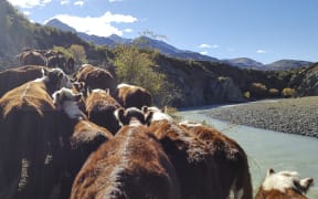 Hereford cattle climbing up a narrow track from the Clarence River.