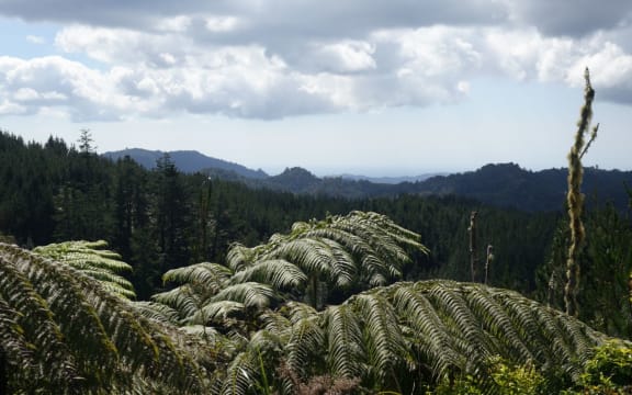 Looking towards Russell State Forest from Puhipuhi Hills
