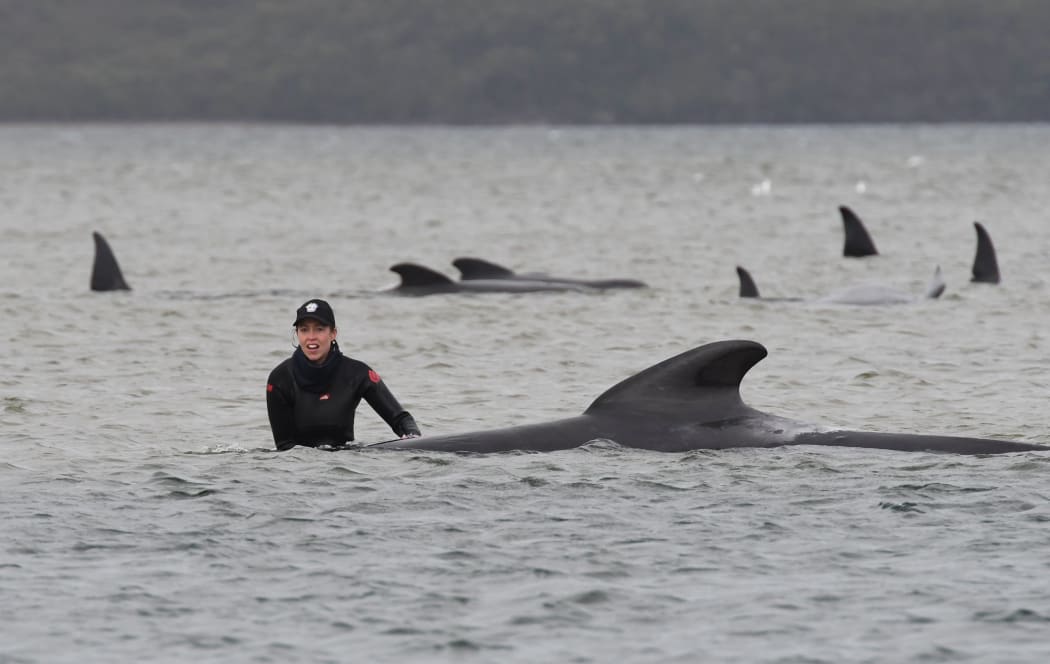 Rescuers work to save a pod of whales stranded on a sandbar in Macquarie Harbour on the rugged west coast of Tasmania.