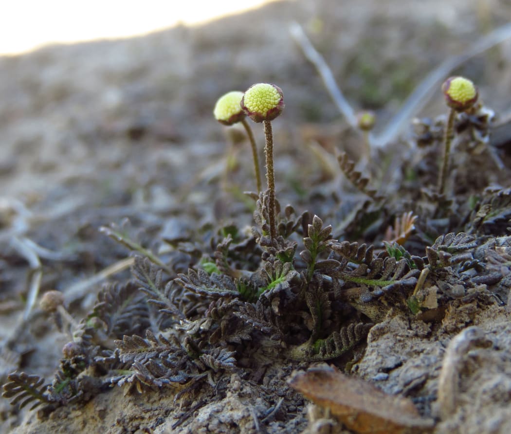 The slender button daisy had not previously been seen since the 1990s.
