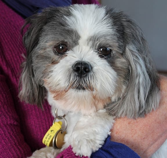 Hearing dog Millie.