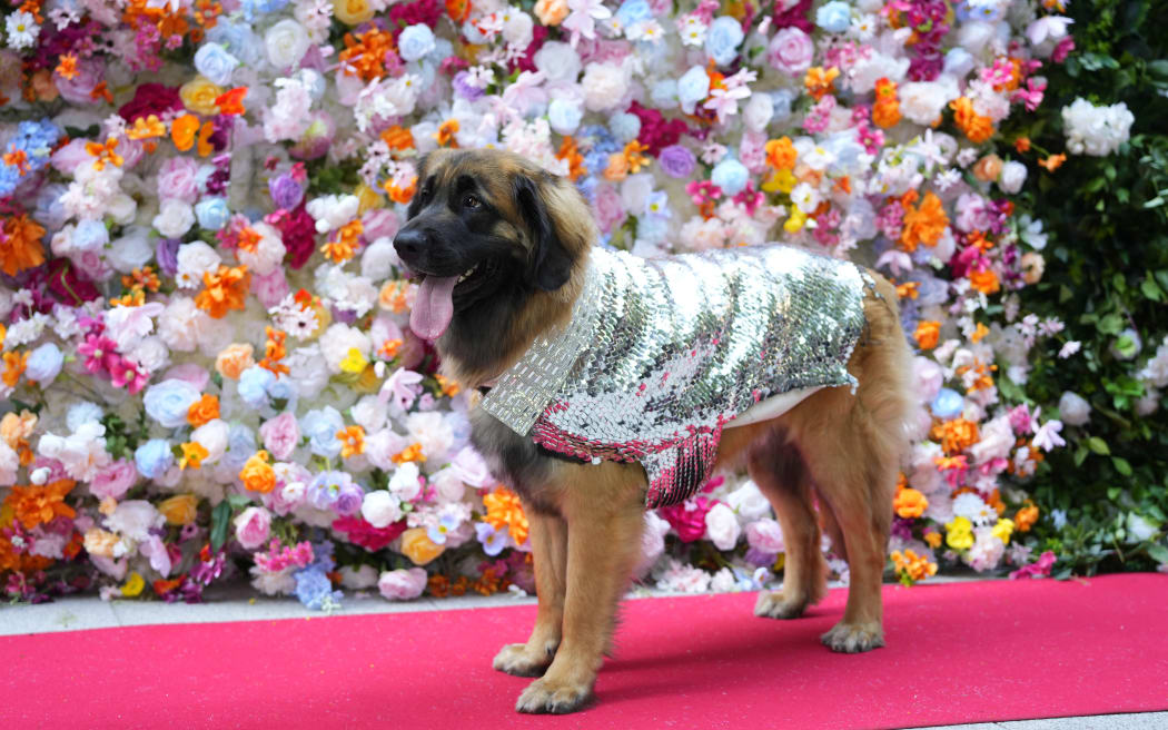 A dog attends the Pet Gala fashion show at AKC Museum of The Dog on Monday, May 20, 2024, in New York.