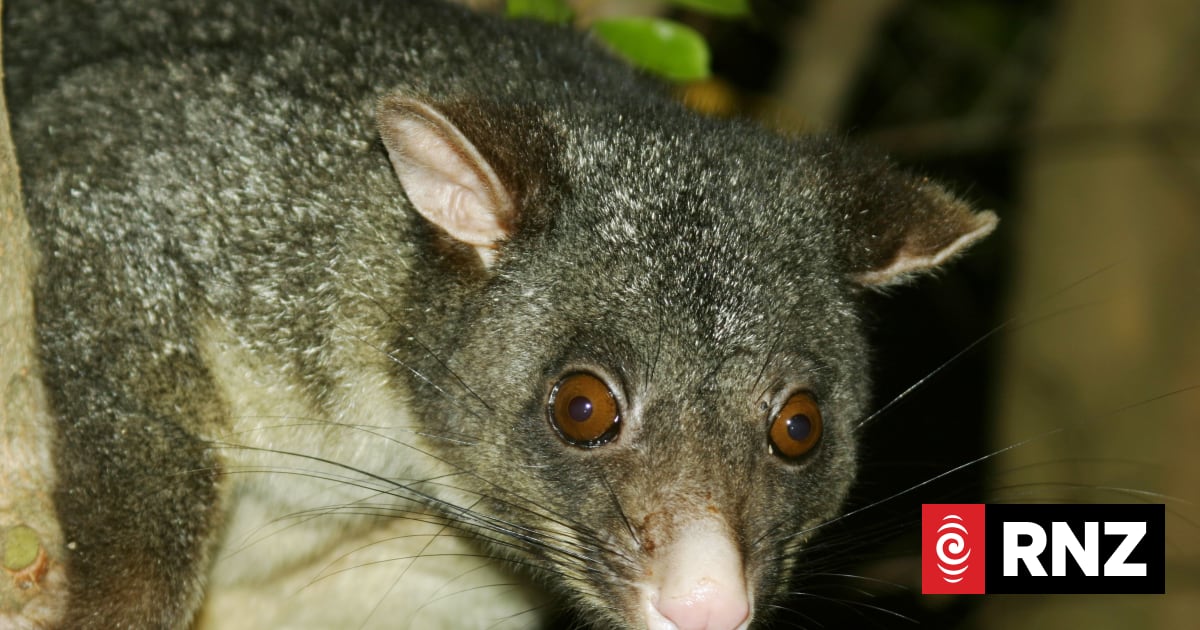 Farmers believe rising pest numbers of deer, possums outpacing control efforts - survey