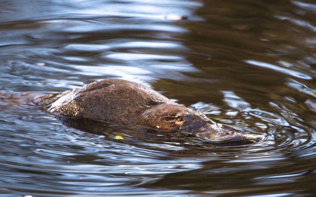 A duck-billed platypus