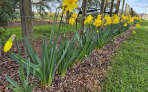 Daffodils have started to bloom.