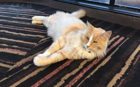 Mittens relaxes on the carpet at the Michael Fowler Centre