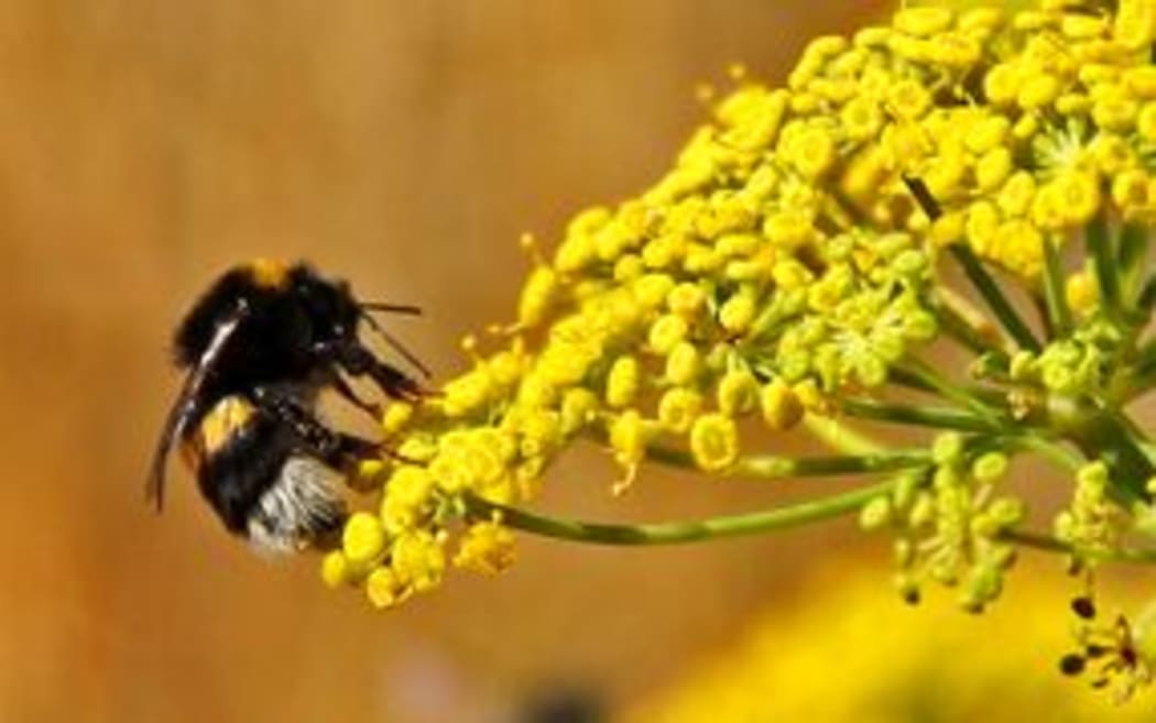 Bee