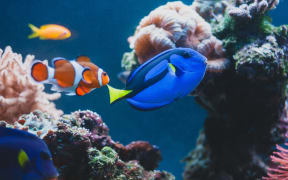 Aquarium Fish blue surgeonfish paracanthurus hepatus or blue tang, regal tang, palette surgeonfish.