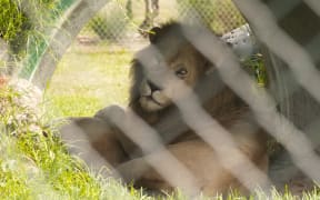 Lions at Whangārei's revived Kamo Wildlife Sanctuary.