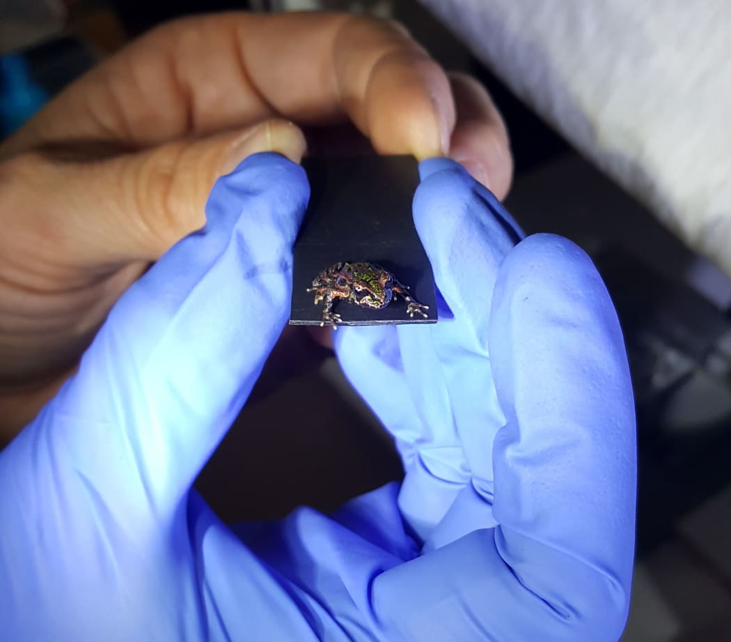 A very small Archey's frog, weighing just 0.1 gram is positioned on a slide before having its photo taken.