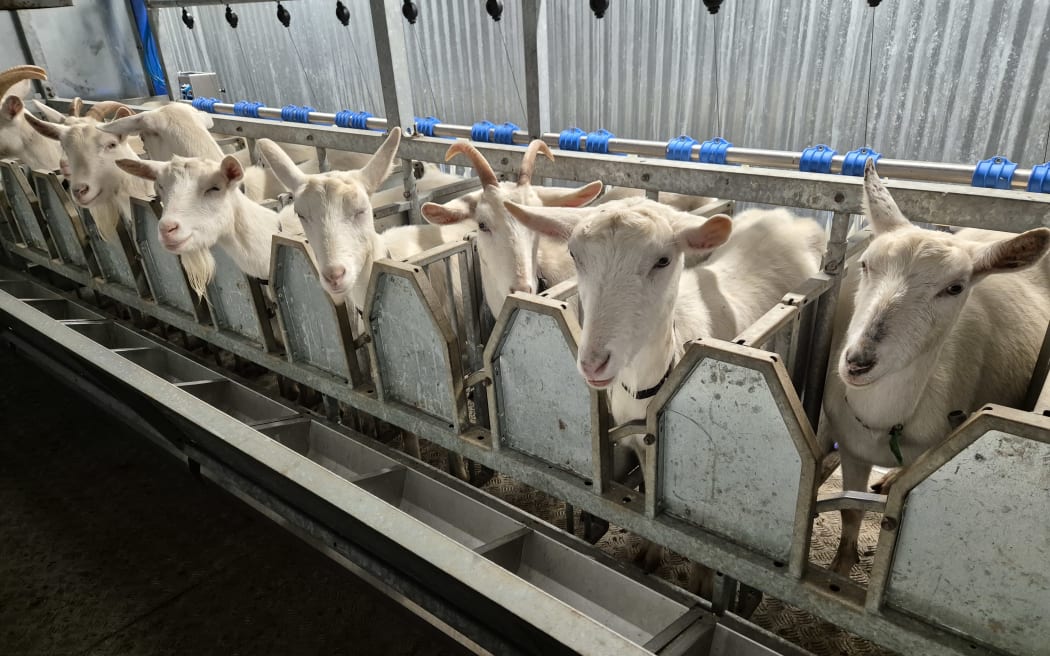 The goats are drafted into a 12 bay milking shed, custom tailored for sheep and goats.