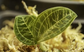 Jewel orchid (Macodes petola).