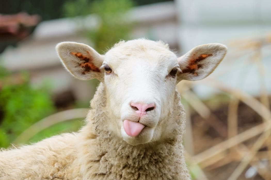 Sheep.