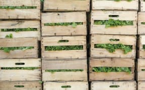 Urban farming is getting popular in some countries.