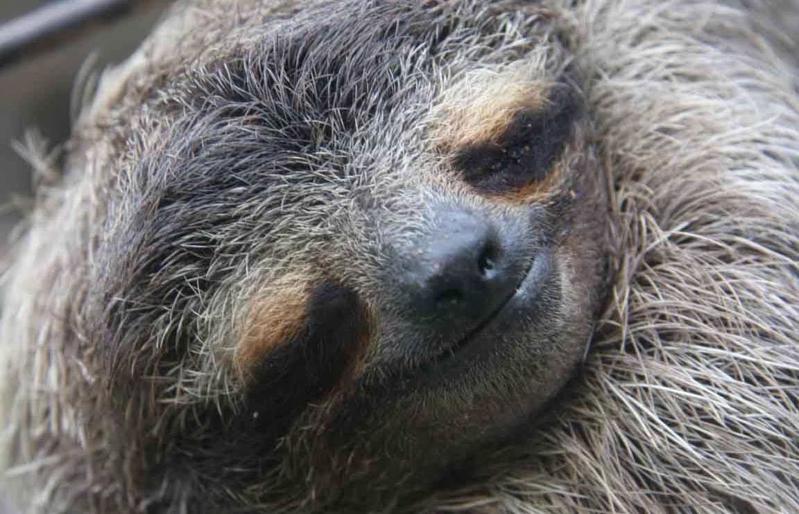 three-toed pygmy sloth