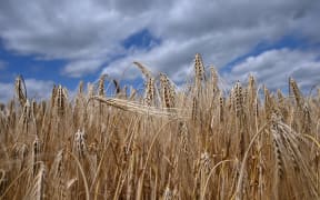 01 July 2020, Hessen, Frankfurt/Main: Winter barley is ripe for harvest in a field belonging to farmer Matthias Mehl near Nieder-Erlenbach. The grain harvest has begun in Hesse. According to the Hessian Farmers' Association, the drought in the spring months is already showing its effects on yields. The rainfall of the past weeks came too late for the now threshed winter barley. Photo: Arne Dedert/dpa (Photo by ARNE DEDERT / DPA / dpa Picture-Alliance via AFP)
