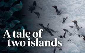 An image of Penguins splashing in the ocean behind stylised kelp illustration