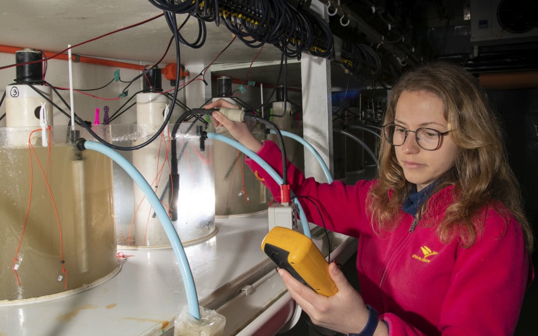 PhD student Valeria Mobilia uses a hand-held turbidity meter to check that suspended sediment concentrations are correct in an experiment run at NIWA.