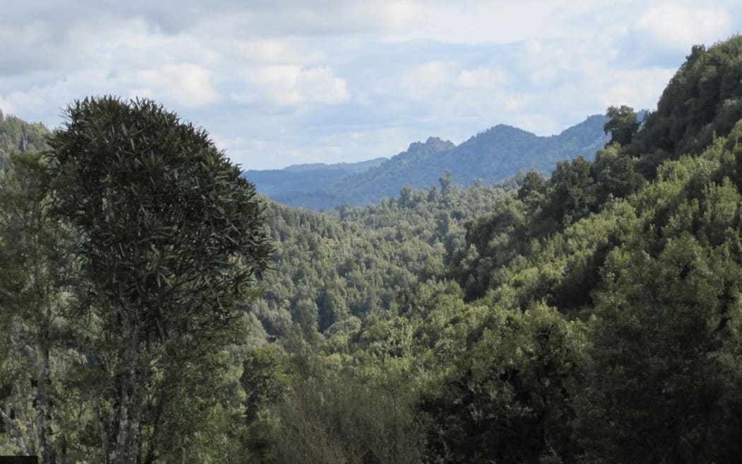 Pureora Forest