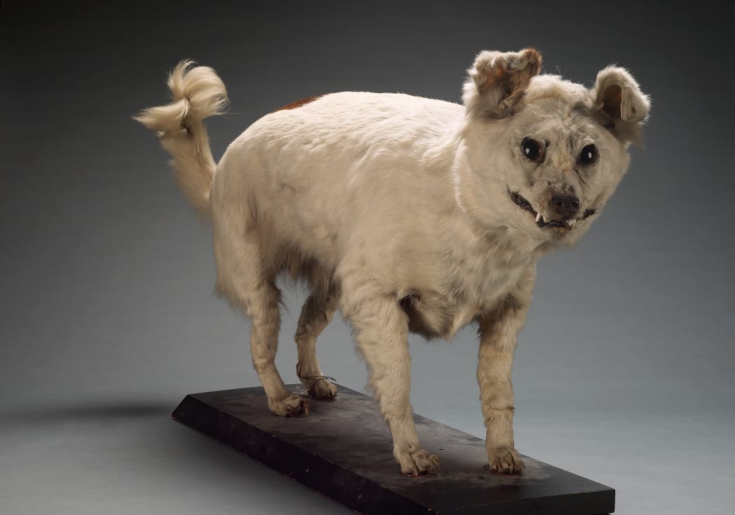 Stuffed kuri from Te Papa collections