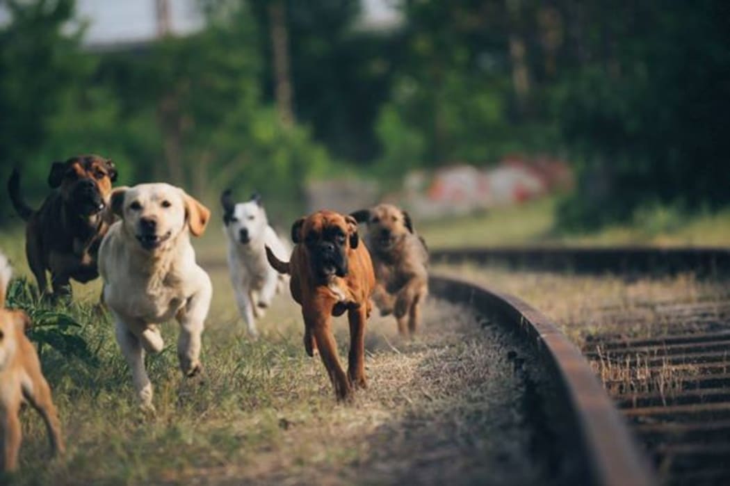 A pack of dogs run along a street.