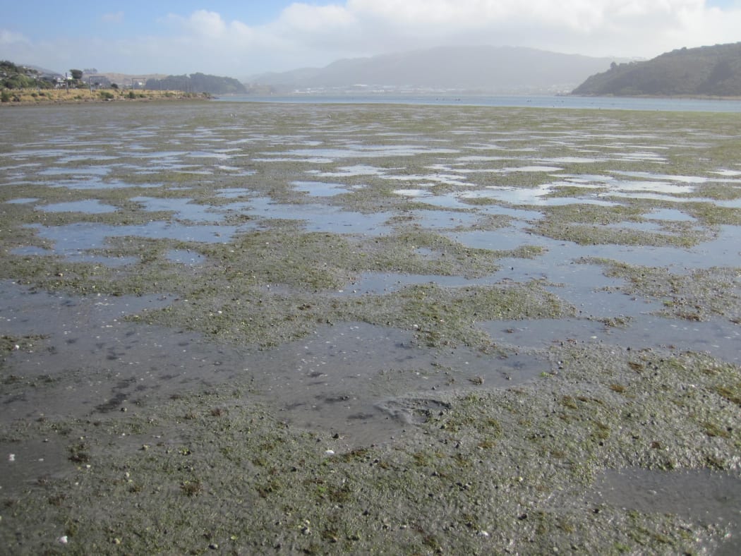 Porirua Harbour at low-tide.