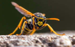 A wasp
