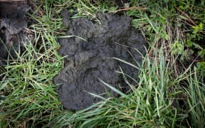 Organic cow poo.
