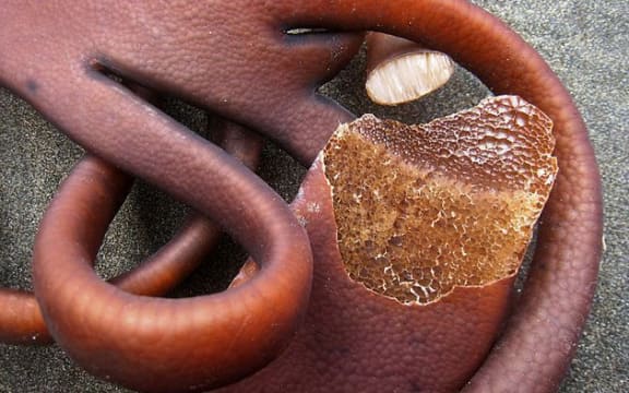 Kelp on the Kaikoura coastline