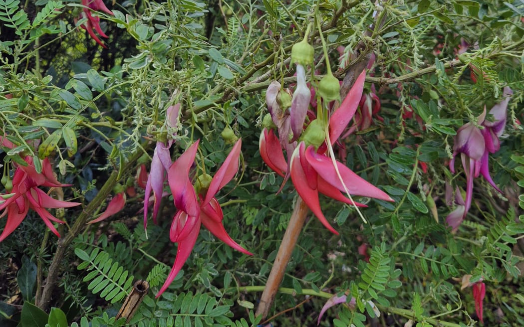 With just over 100 or so known Ngutukākā plants in the wild, it is considered a nationally critical species.